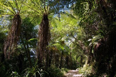 Wandern mit schrägen Vögeln: Neuseelands Heaphy Track - Üppige Natur: Schon auf der ersten Etappe säumen Baumfarne mit ihren Wedeln den Weg.