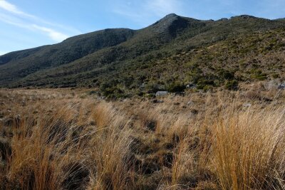 Wandern mit schrägen Vögeln: Neuseelands Heaphy Track - Die Gouland Downs sind ein wilder Landschaftsmix. Sie erinnern zugleich an afrikanische Savannen und schottische Highlands.