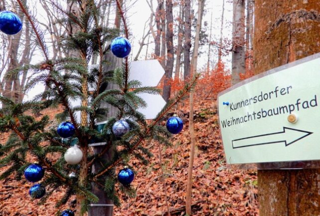 Wanderpfad führt an geschmückten Weihnachtsbäumen entlang - Auf dem "Christbaumpfad" zwischen Erdmannsdorf und Hennersdorf stehen zirka 125 geschmückte Bäume. Foto: Maik Bohn