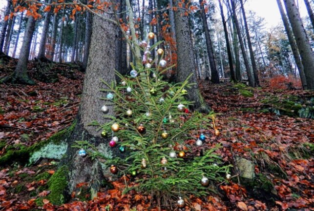 Wanderpfad führt an geschmückten Weihnachtsbäumen entlang - Auf dem "Christbaumpfad" zwischen Erdmannsdorf und Hennersdorf stehen zirka 125 geschmückte Bäume. Foto: Maik Bohn