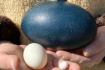War da ein Eier-Dieb im Auer Zoo der Minis unterwegs? - Der Größen-Unterschied zwischen den kleinen Zebrafinken-Eiern, denen der Enten und dem großen Straußenei ist beachtlich. 