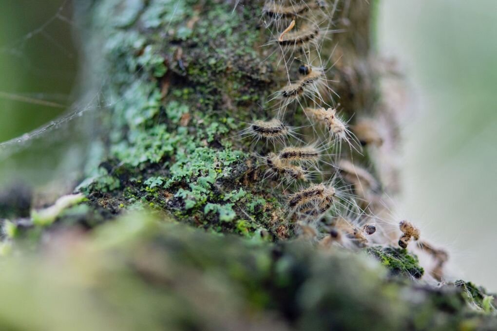 Warnung vor Raupen des Eichenprozessionsspinners in Berlin - Raupen des Eichenprozessionsspinners in ihrem Nest auf einem Baum.