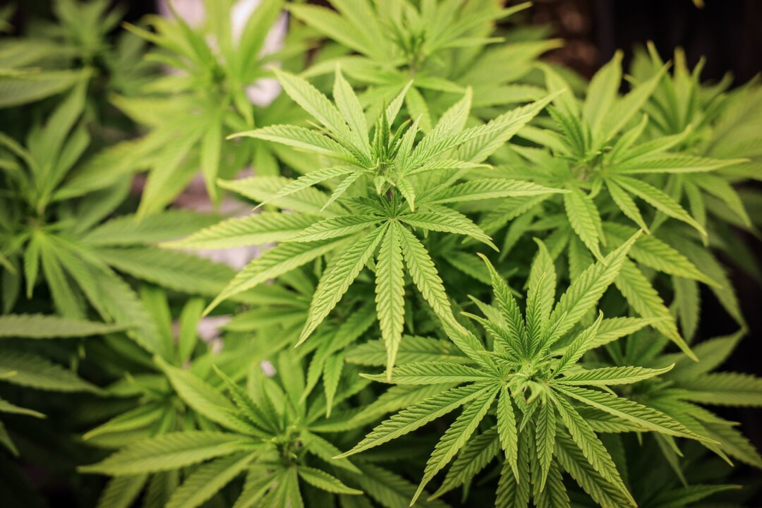 Warnungen vor mehr Hürden für Cannabis-Anbauvereine - Der Branchenverband Cannabiswirtschaft warnt, mit den geplanten strengeren Regeln für den legalen Anbau von Cannabis in Vereinen wäre es schwerer, eine Produktion aufzubauen.