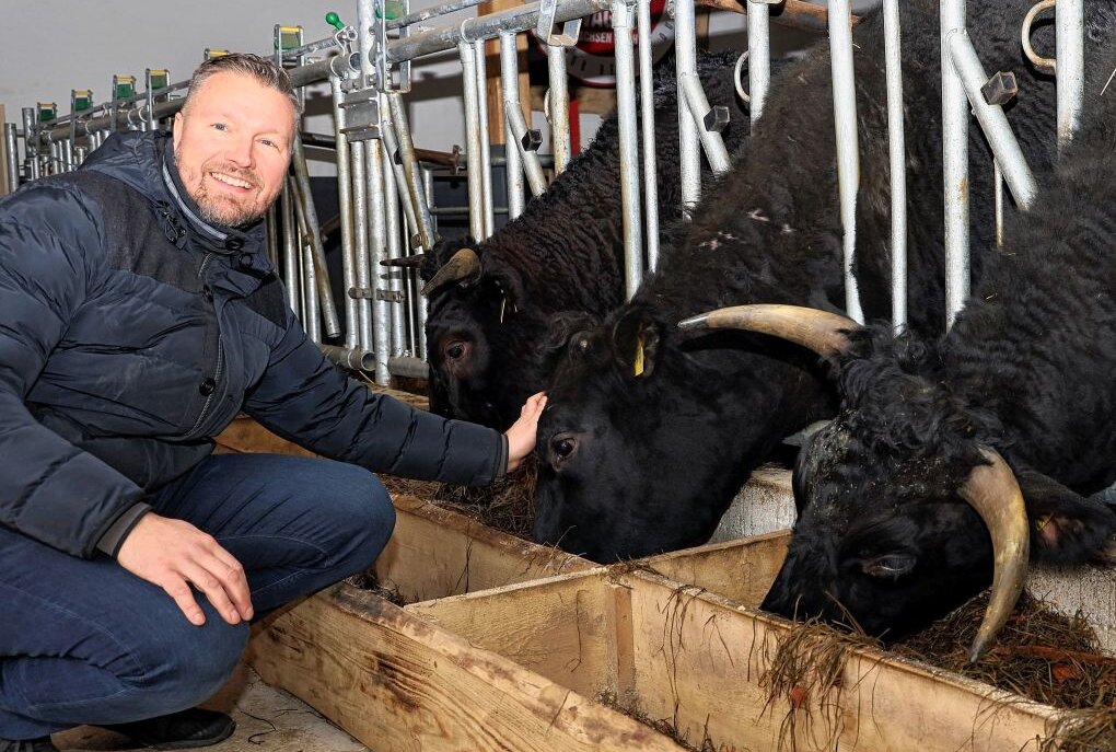 Warum ein Mittelsachse jetzt japanische Rinder züchtet - Matthias Müller beim Füttern seiner Wagyus, die sehr zutraulich sind und sich streicheln lassen. Foto: Andrea Funke