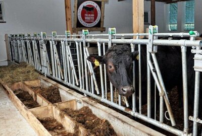 Warum ein Mittelsachse jetzt japanische Rinder züchtet - Die Wagyus in ihrem Offenstall.  Foto: Andrea Funke