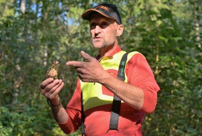 Warum im Erzgebirge derzeit Zapfenpflücker unterwegs sind - Forstwirt Michael Münzner erklärt, wie aus dem Zapfen die Samen gewonnen werden. Foto: Ramona Schwabe