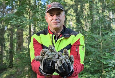 Warum im Erzgebirge derzeit Zapfenpflücker unterwegs sind - Forstwirt Thomas Schmidt hält Zapfen in Händen, die er hoch oben in den Baumwipfeln gepflückt hat. Foto: Ramona Schwabe