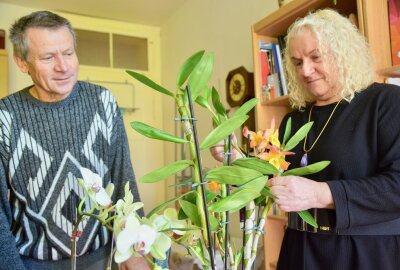 Warum sich Orchideen in Chemnitz besonders wohlfühlen - Warum sich die Orchideen in Chemnitz so wohlfühlen. Foto: Steffi Hofmann