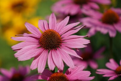 Was blüht noch in den Herbst hinein? Welches Gemüse kann noch ausgesät werden? -  In Purpur, pink, orange-rot und gelb kann die Echinacea blühen. Foto:pixabay
