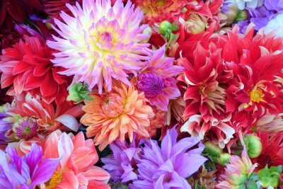 Was blüht noch in den Herbst hinein? Welches Gemüse kann noch ausgesät werden? - Die Dahlie bietet eine Vielfalt an Farben und Formen. Foto: Pixabay