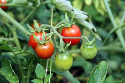 Was blüht noch in den Herbst hinein? Welches Gemüse kann noch ausgesät werden? - Im Juli und August ist Haupterntezeit von einheimischen Tomaten. Foto: Pixabay