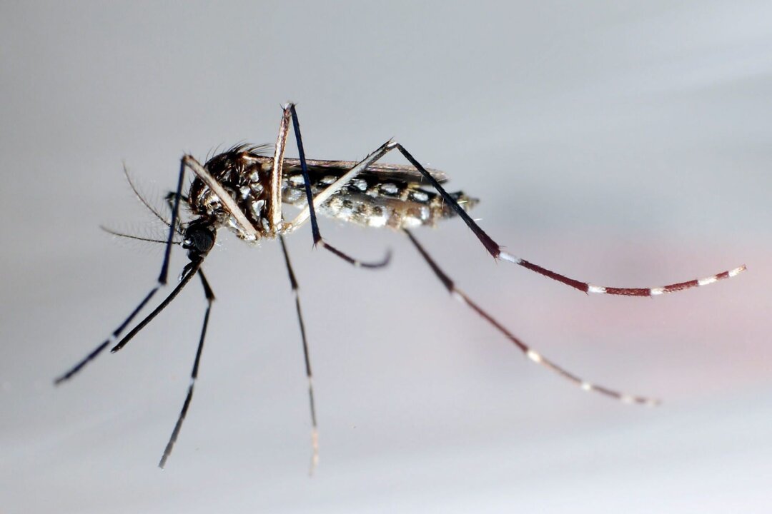 Was Reisende über das Dengue-Fieber wissen sollten - Stechmücke der Art "Aedes aegypti" - auch "Stegomyia aegypti": Die Gelbfiebermücke, Denguemücke oder Ägyptische Tigermücke überträgt verschiedene Krankheiten, darunter auch das Dengue-Fieber.