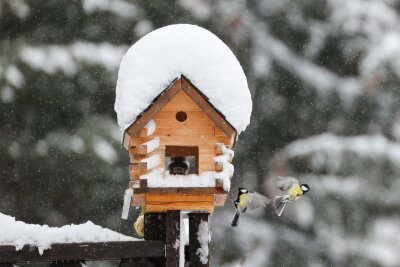 Was Sie im Winter für den Garten tun können - Ein Vogelhaus bietet Vögeln im Winter nicht nur Futter und Schutz vor Kälte, sondern Beobachtern auch einen schönen Anblick.