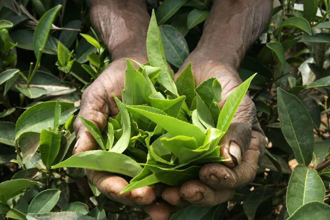 Was Sie über Tee noch nicht wussten - Von Schwarz- bis Weißtee, alle traditionellen Teevarianten variieren in Geschmack und Verarbeitung, stammen jedoch alle von derselben Pflanzenart.