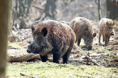 Was war passiert? Tierpark Chemnitz lässt all seine Wildschweine erlegen! - Die nicht mehr lebenden Wildschweine im Tierpark Chemnitz. Archivfoto: Harry Härtel/Haertelpress
