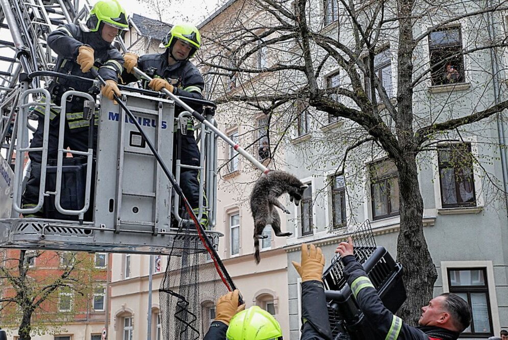 Waschbär flüchtet auf dem Sonnenberg vor Krähen und Feuerwehr - Der Waschbär wurde gekonnt von dem Baum gerettet. Foto: Chempic