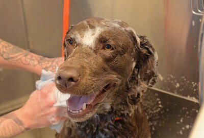 Waschen, schneiden, bellen: Hundefriseur im Erzgebirge eröffnet - Zum Besuch beim Hundefriseur gehört auch das Waschen - im Bild Labrador-Hündin Amy. Foto: Ralf Wendland