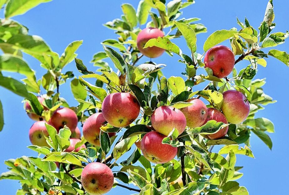 "WE Parapom": Apfelbaum-Pflanzungen werden begleitet von Kunstprojekten - Symbolbild. Foto: Pixabay/Ralphs Fotos