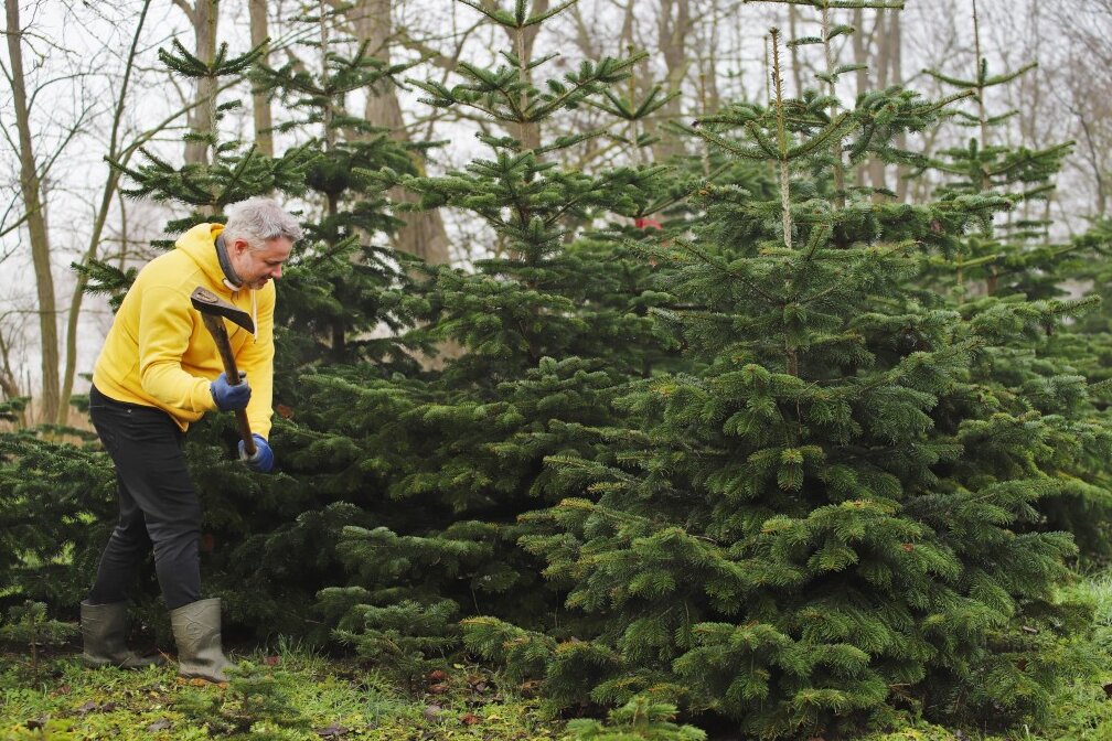 Mann schlägt Weihnachtsbaum im Wald mit Axt.
