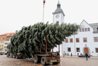 Weihnachtsbaum für Christmarkt in Freiberg pünktlich angekommen - Der Christbaum wird langsam aufgerichtet. Foto: Wieland Josch