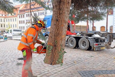 Weihnachtsbaum für Christmarkt in Freiberg pünktlich angekommen - Tim Uhlig vom Freiberger Bauhof macht den Stamm für die Öffnung im Boden passend. Foto: Wieland Josch
