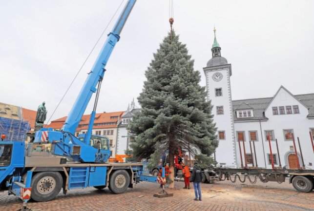 Aktion geglückt: Der Baum für den 31. Freiberger Christmarkt steht. Foto: Wieland Josch