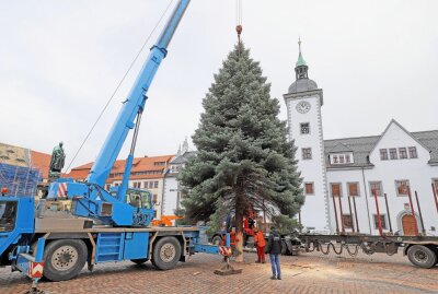 Weihnachtsbaum für Christmarkt in Freiberg pünktlich angekommen - Aktion geglückt: Der Baum für den 31. Freiberger Christmarkt steht. Foto: Wieland Josch