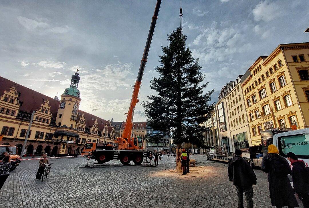 Weihnachtsbaum wird auf Leipziger Marktplatz aufgestellt - Der Weihnachtsbaum wird in Leipzig aufgestellt. Foto: Christian Grube/Archeopix