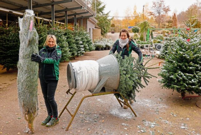 Weihnachtsbaumverkauf in Hohenstein-Ernstthal startet: Preise wurden nicht erhöht - Katrin Kröber (li.) und Corinna Piehler mit Weihnachtsbäumen in der Gartenbaumschule. Foto: Markus Pfeifer