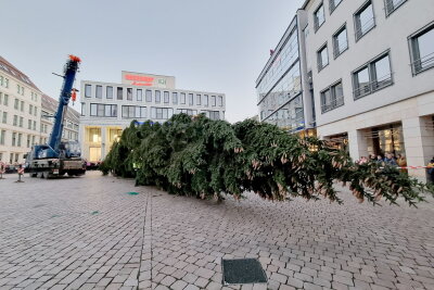 Weihnachtsfichte auf dem Weg nach Chemnitz - Der Chemnitzer Weihnachtsbaum hat seinen Platz fast erreicht. Foto: Harry Haertel