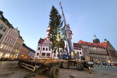Weihnachtsfichte auf dem Weg nach Chemnitz - Der Chemnitzer Weihnachtsbaum wird aufgebaut. Foto: Harry Haertel