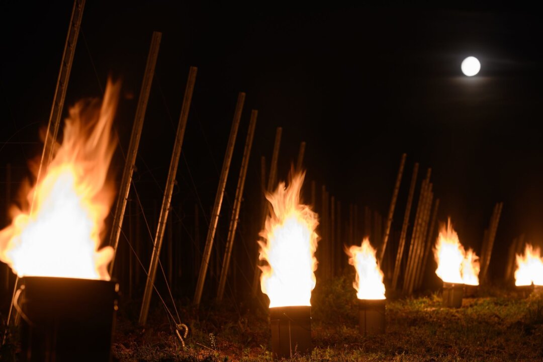 Weinbauern nach Minusgraden: "Ernte 2024 größtenteils passé" - Zahlreiche kleine kontrollierte Feuer brennen in einem Weinberg.