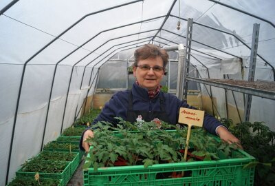 Welche Tomaten im Sommer 2021 im Trend liegen - Carola Scheunert hat Tomatenpflanzen in vielen verschiedenen Sorten in ihrem Gewächshaus stehen.Foto: Holger Frenzel