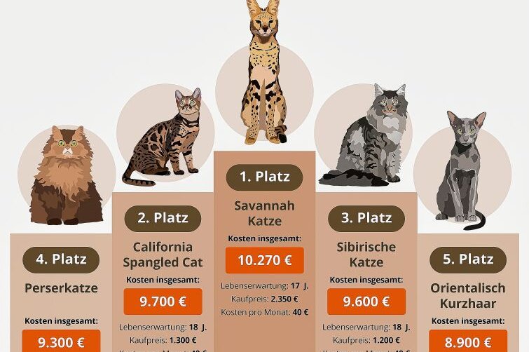 Welt-Katzentag am 8. August: Das sind die teuersten Katzenrassen! - Teuerste-Katzenrassen-Top-5. Quelle: wamiz.de