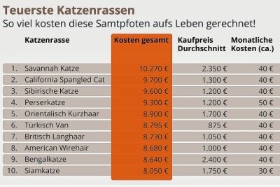 Welt-Katzentag am 8. August: Das sind die teuersten Katzenrassen! - Teuerste-Katzenrassen-Top-10. Quelle: wamiz.de