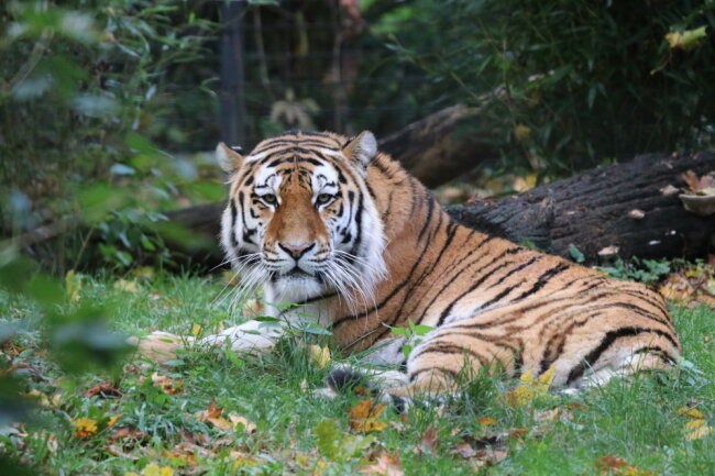 Welt-Tiger-Tag: Zu Besuch bei Wolodja im Tierpark - Amurtiger Wolodja lebt im Chemnitzer Tierpark. Foto: Tierpark