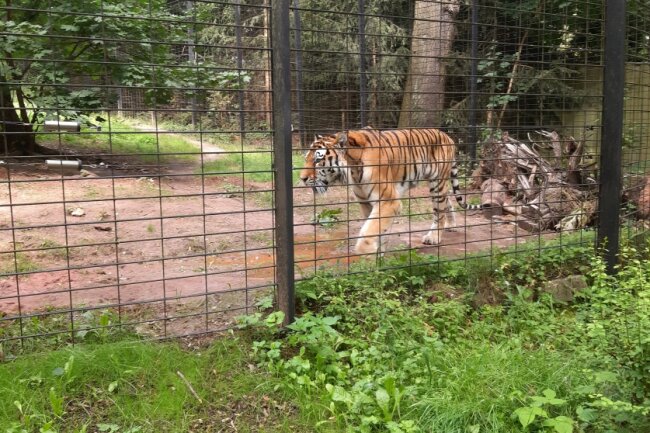 Welt-Tiger-Tag: Zu Besuch bei Wolodja im Tierpark - Wolodja lebt seit 2017 im Tierpark Chemnitz. Foto: bl/ Anika Weber
