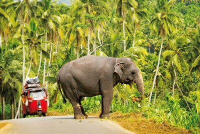 Weltblicke-Tag am 25. März in der Plauener Festhalle - Nirgendwo sonst leben so viele wilde Elefanten in Nachbarschaft zum Menschen wie in Sri Lanka. Foto: Festhalle Plauen