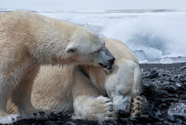 Weltweiter Skandal: Genehmigtes "Willow Project" zerstört Umwelt und Klima - Auch Eisbären leiden unter dem "Willow Project". Foto: Pixabay