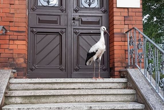 Wenn ein Storch zum Arzt geht - Der Limbacher Jungstorch auf der Treppe zur Arztpraxis. Foto: privat/Pippal
