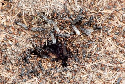 Wie Ameisen unser Leben beeinflussen - Ameisen - eine kleine und doch so große Weltmacht. Foto: Maik Bohn