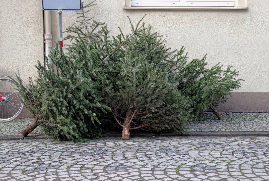 Wie Chemnitzer unkompliziert ihre Weihnachtsbäume entsorgen können - In Chemnitz werden die Bäume im Rahmen der Bioabfallentsorgungabgeholt. Foto: Adobe Stock/kristina rütten