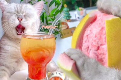 Wie eine Katze mit ihrem Kochaccount Tik Tok regiert - Chefcat ChaangAn alias Kittygod_cn ist mit ihren Koch- und Backtutorials im Internet der Hit. Instagram: @Kittygod_cn