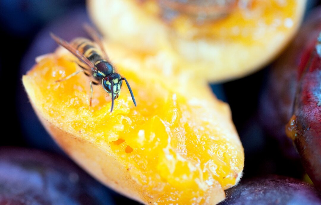 Wie gefährlich sind Bienen- und Wespenstiche? - Wenn sich Wespen dem Menschen nähern, haben sie meist keine aggressive Absicht, sondern suchen nach Nahrung.