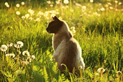 Wie Hund und Katze in heißen Monaten einen kühlen Kopf bewahren - Auf schattigen Wiesenplätzen können sich Katzen und andere Tiere im Sommer abkühlen.