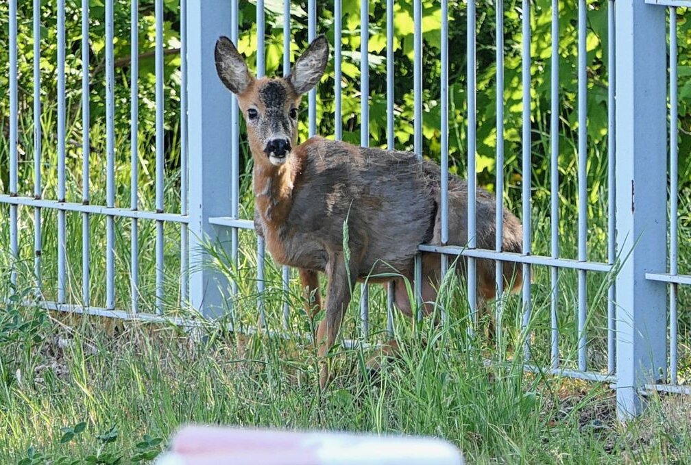 Wie ist denn das passiert? Bambi in Grimma in Not! - Ein Reh hatte sich heute morgen in eine missliche Lage gebracht. Foto: Sören Müller