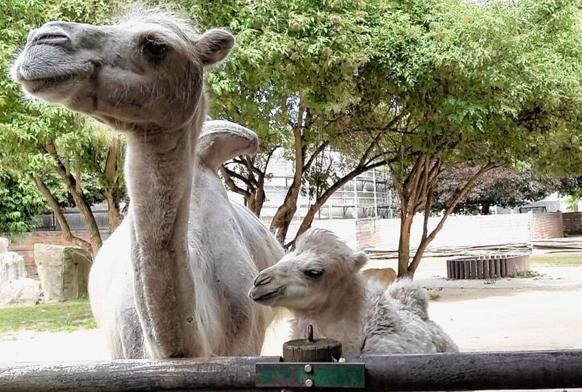 Wie niedlich! Trampeltiernachwuchs "Farah" begeistert Zoobesucher - Seit Anfang der Woche sind Inka und ihre nur wenige Tage alte Tochter Farah das erste Mal auf der Anlage unterwegs. Foto: xcitepress