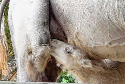 Wie niedlich! Trampeltiernachwuchs "Farah" begeistert Zoobesucher - Seit Anfang der Woche sind Inka und ihre nur wenige Tage alte Tochter Farah das erste Mal auf der Anlage unterwegs. Foto:xcitepress