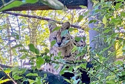 Wildkatzen im Auer Zoo: Servale haben die längsten Beine - Im Auer Zoo der Minis sind auch Servale zuhause. Foto: Ralf Wendland