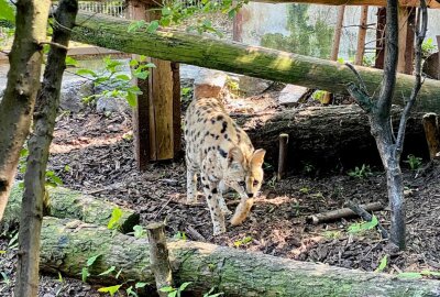 Wildkatzen im Auer Zoo: Servale haben die längsten Beine - Im Auer Zoo der Minis sind auch Servale zuhause. Foto: Ralf Wendland